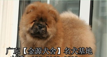 家养大头肉嘴松狮幼犬出售 买狗狗送全套用品，温顺活犬待领养