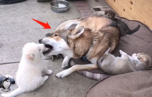二哈和狼犬的爱情故事 生了一窝不像狗爸的小家伙